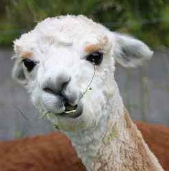 Alpaca-stute-22-button